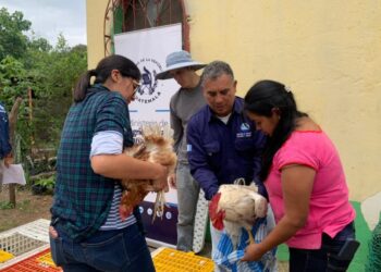 Familias reciben aves y hortalizas para fortalecer su seguridad alimentaria