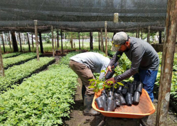 Avanza la entrega de plántulas forestales en Petén