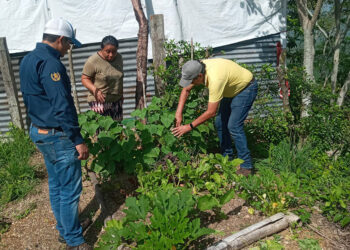Brindan asistencia técnica a huertos urbanos en San José del Golfo