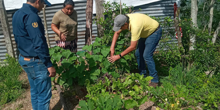 Brindan asistencia técnica a huertos urbanos en San José del Golfo
