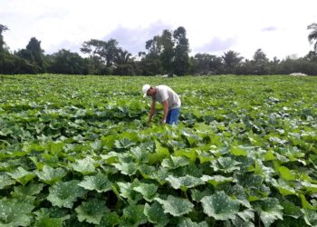 Brindan asistencia técnica a productores de Santa Ana, Petén