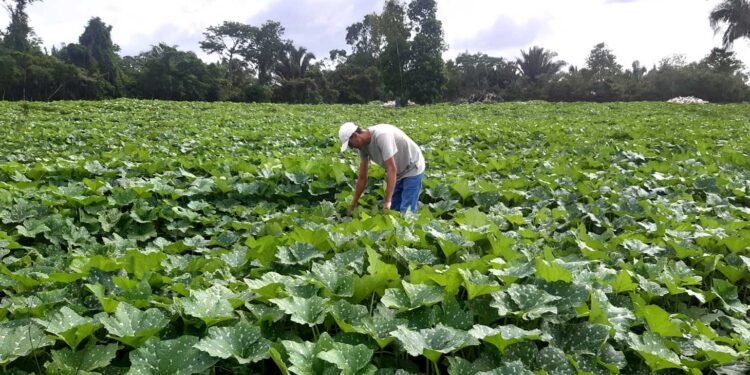 Brindan asistencia técnica a productores de Santa Ana, Petén