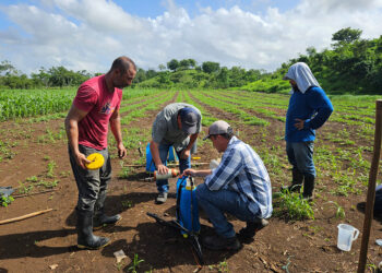 Brindan asistencia técnica a productores de sandía