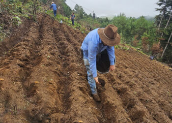Capacitan acerca del manejo agronómico del cultivo de papa