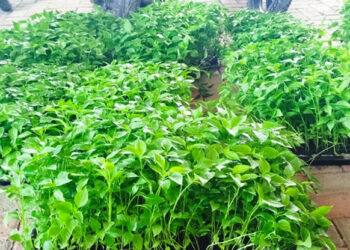 Centro de producción de hortalizas apoya a productores de Petén