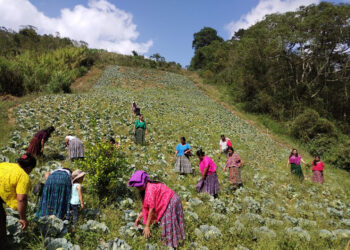 Combatiendo la inseguridad alimentaria en el área rural