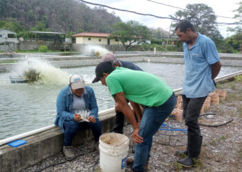 Continúa el fomento de tilapia en Petén