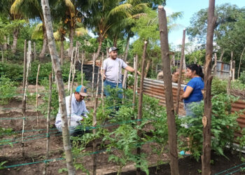 Continúa la entrega de pilones e instalación de parcelas demostrativas en Petén