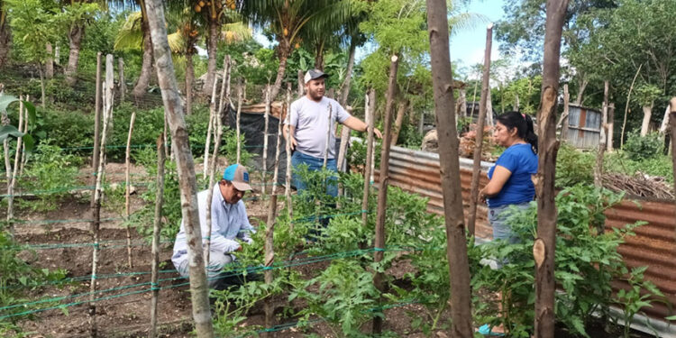 Continúa la entrega de pilones e instalación de parcelas demostrativas en Petén