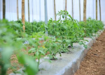 Continúa monitoreo agroclimático en el sector agropecuario