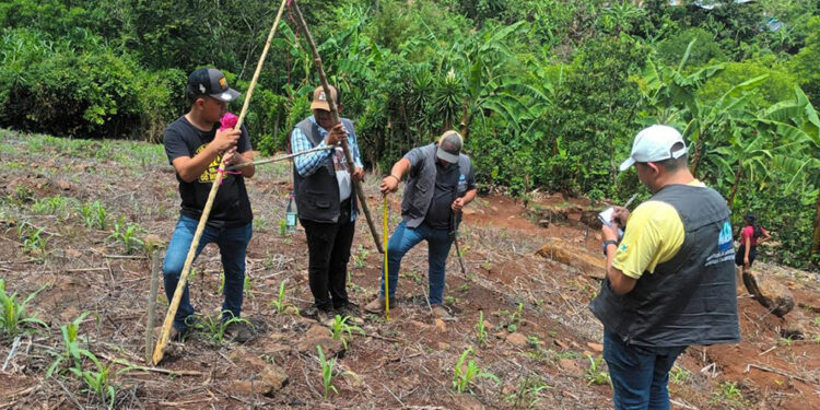 Crean barreras vivas para mejorar suelos