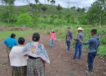 Desarrollan parcela demostrativa en San Luis