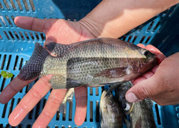 Centro El Remate produce 45 mil alevines en junio