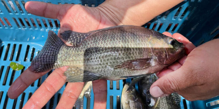 Centro El Remate produce 45 mil alevines en junio