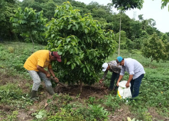 En Petén promueven cultivo de aguacate variedad Booth 8