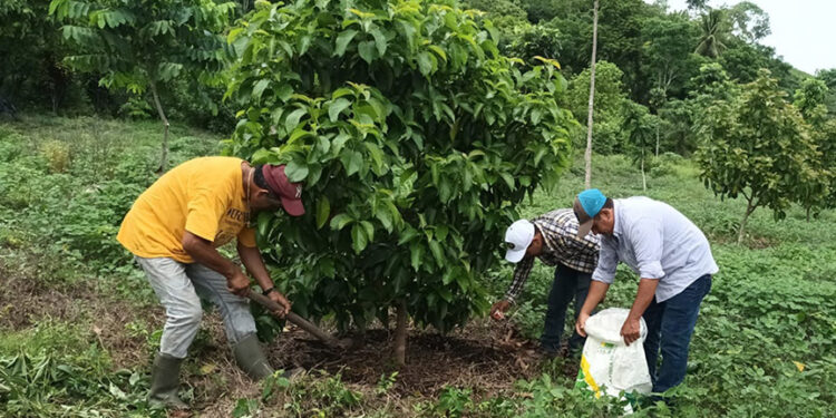 En Petén promueven cultivo de aguacate variedad Booth 8