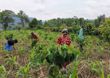 Entregan alimentos por acción en San Marcos