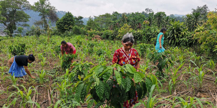 Entregan alimentos por acción en San Marcos