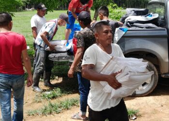 Familias agricultoras de Panzós reciben semillas de maíz