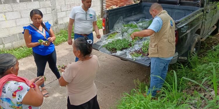 Huertos Familiares ofrecen acceso y disponibilidad de alimentos