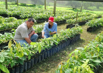 Inicia entrega de plantas de cacao
