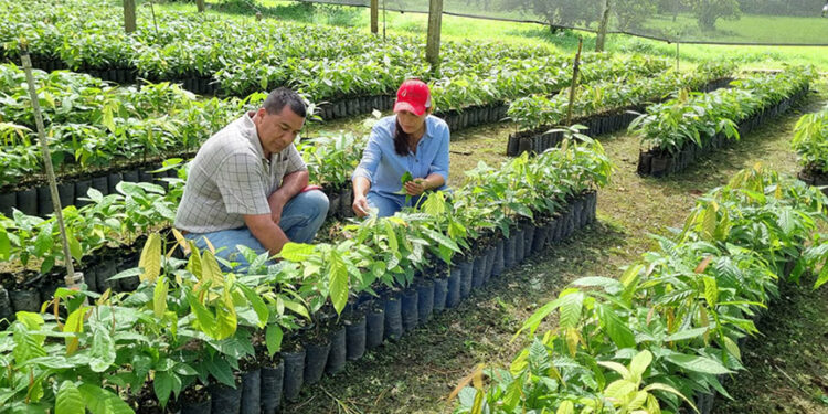 Inicia entrega de plantas de cacao
