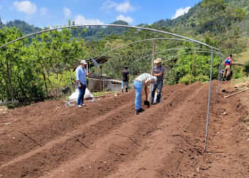 Instalan macro túnel para el cultivo de tomate