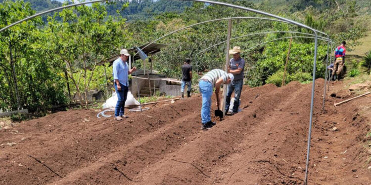 Instalan macro túnel para el cultivo de tomate