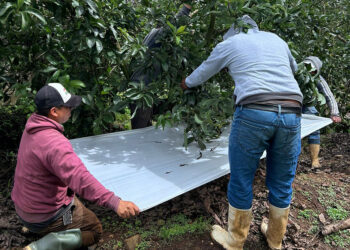 Monitorean fincas de aguacate Hass