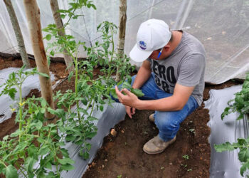 Monitorean manejo y producción de tomate bajo condiciones controladas