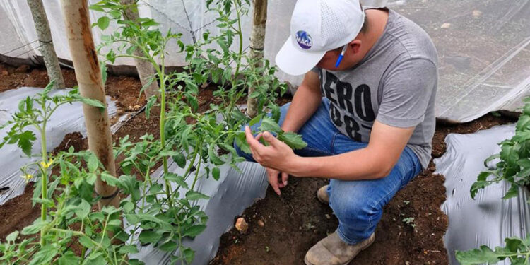 Monitorean manejo y producción de tomate bajo condiciones controladas