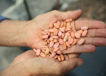 Pequeños cafetaleros beneficiados con nuevos créditos