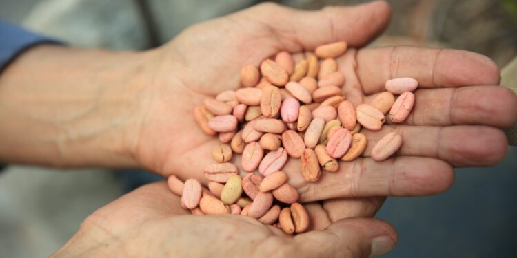 Pequeños cafetaleros beneficiados con nuevos créditos