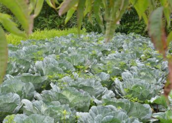 Permisos de Importación de Productos de Origen Vegetal contribuyen al fortalecimiento económico