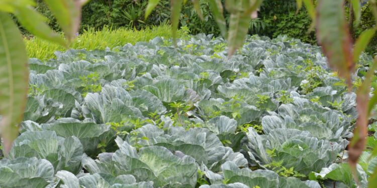 Permisos de Importación de Productos de Origen Vegetal contribuyen al fortalecimiento económico