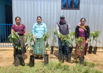 Promueven cultivo de aguacate Hass en San Marcos