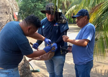 Realizan monitoreo sanitario en establecimientos porcinos
