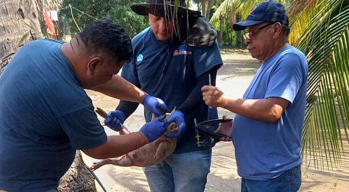 Realizan monitoreo sanitario en establecimientos porcinos