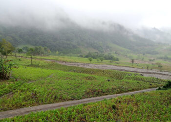Recomendaciones para el sector agropecuario ante las lluvias