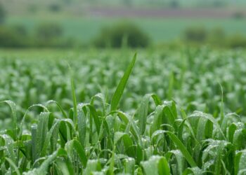 Recomendaciones para el sector agropecuario por situación actual del clima