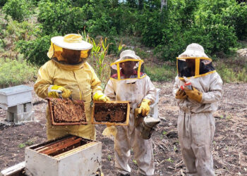 Se apoya la producción apícola en Poptún