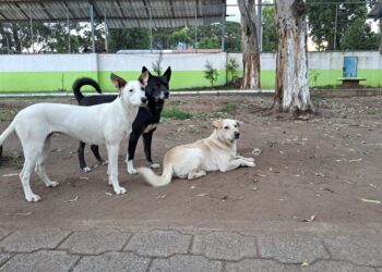 Se impulsan múltiples acciones para el bienestar de perros en situación de calle