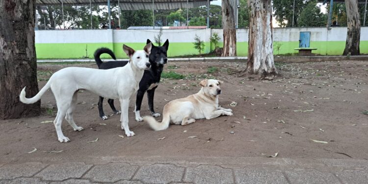 Se impulsan múltiples acciones para el bienestar de perros en situación de calle