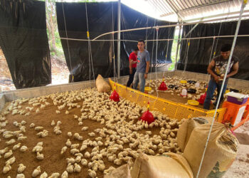 Se realiza jornada de vacunación a pollos de engorde