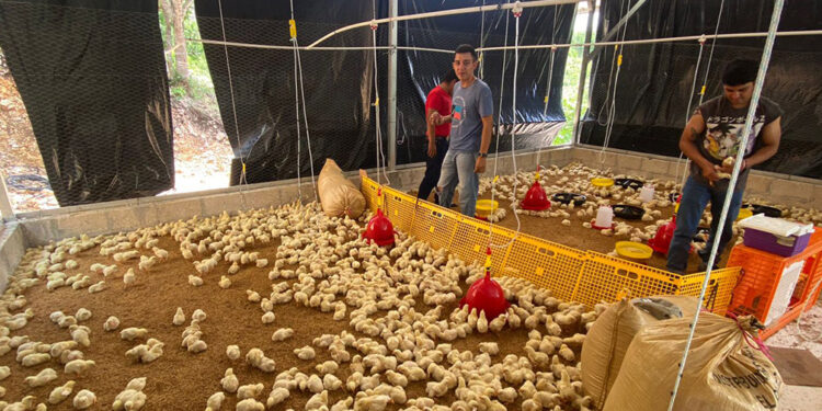 Se realiza jornada de vacunación a pollos de engorde