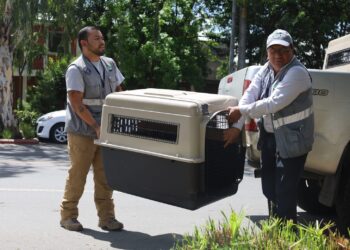 Se realizó allanamiento por maltrato animal