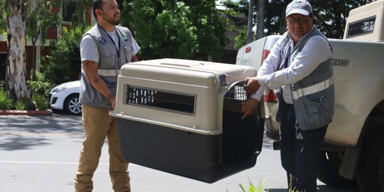 Se realizó allanamiento por maltrato animal