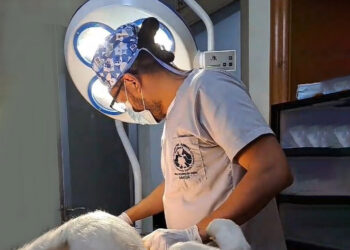 Segunda fase de castraciones y esterilizaciones por el bienestar animal