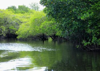 Sostenibilidad ambiental: velan por el bienestar del mangle en Santa Rosa