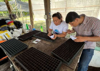 Trabajan para producir 40 mil pilones de hortalizas